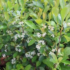 Liten Svartaronia (Storlek: busk C3,5)