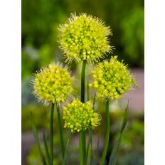 Unik Gul Allium / Prydløg &quot;Allium Obliquum&quot; - 31,95 kr/stk ved min 3 stk.