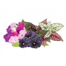 Click and Grow Smart Garden Refill 9-pack livligt blomstermix