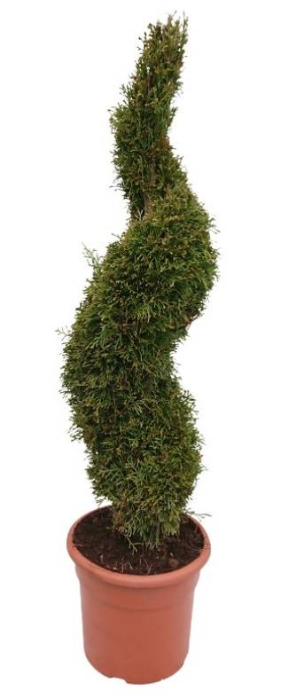 Thuja, Smaragd Spiral, Ø27 cm