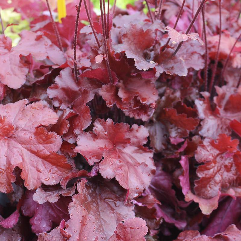 Alunrod (Heuchera hybrid 'Forever Red') Potte 2 L