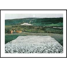 Flower Meadow in the North By Harald Sohlberg Plakat (70x100cm) - Plakater  > Klassiske Kunstplakater