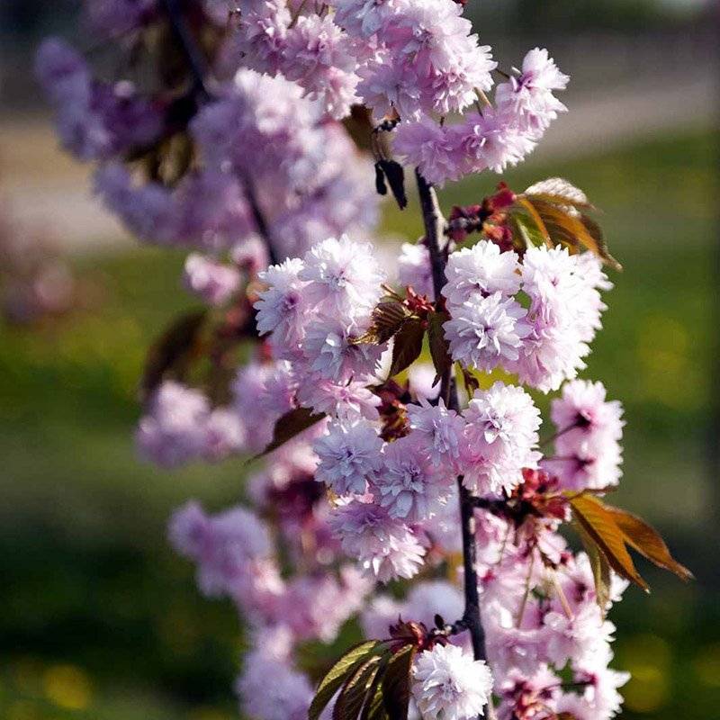 Japansk Hængekirsebær (Prunus serrulata 'Kiku-Shidare-Sakura') Opstammet 120 cm