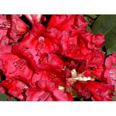 'Red Jack'