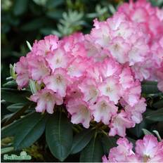 Rhododendron 'Fantastica' co 20-25cm 3-pack