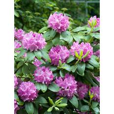 Rhododendron Roseum Elegans Lila 40-50Cm Krukodlad 10-Pack