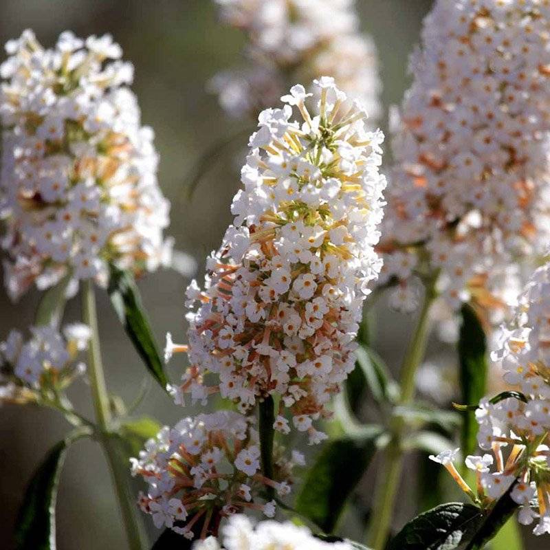 Sommerfuglebusk (Buddleia davidii 'White Profusion') 20-50 cm