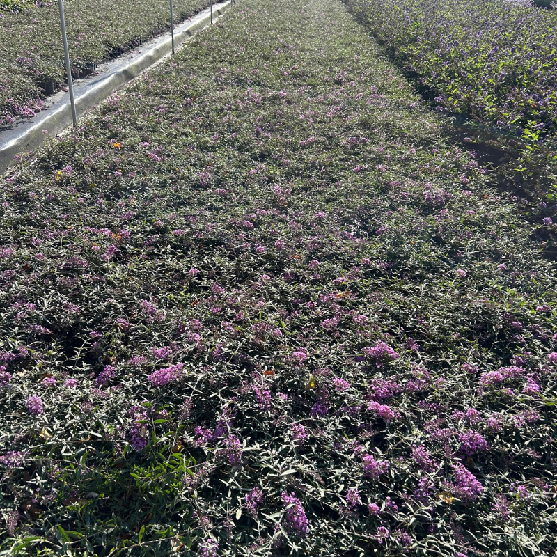 Bunddække Sommerfuglebusk (Buddleja Free Petite 'Lavender Flow') Potte 2 L