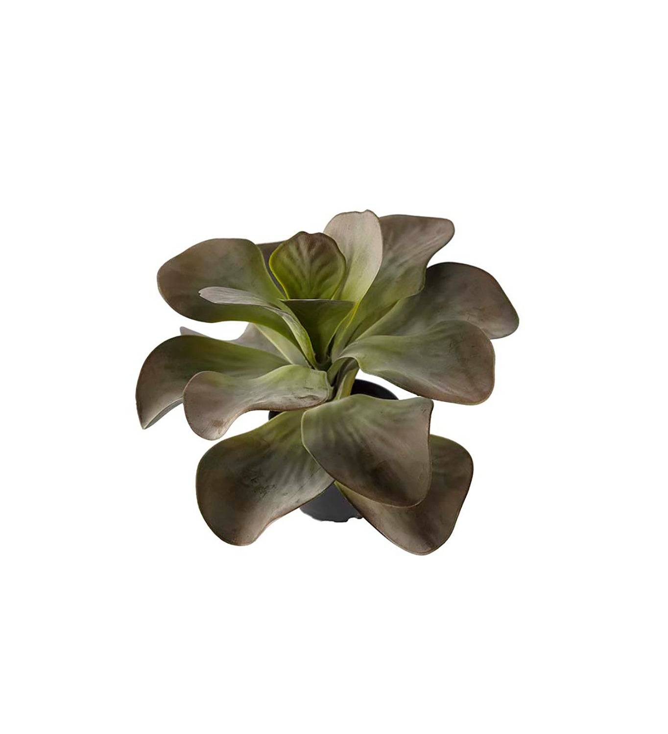 Konstväxt Kalanchoe