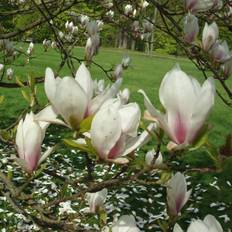 Praktmagnolia (Storlek: 100-120 stam co)