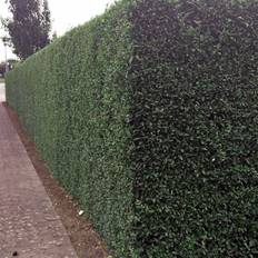 Ligusterhæk (Ligustrum vulgaris 'Liga') 4 års 120-140 cm omplantet