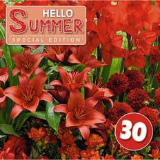 Blomsterløg mix - Hello Summer Red - 30 løg