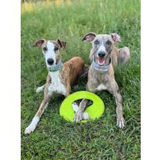 Frisboo Hundfrisbee Mini - Grön