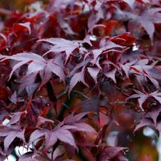 Japansk løn, Acer pal. 'Atropurpureum', 10 liter potte,80+cm