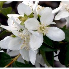 Uægte Jasmin 'Lemoinei'