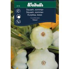 Squash, sommar-