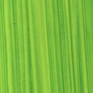 Michael Harding Oil Bright Green Lake 225ml