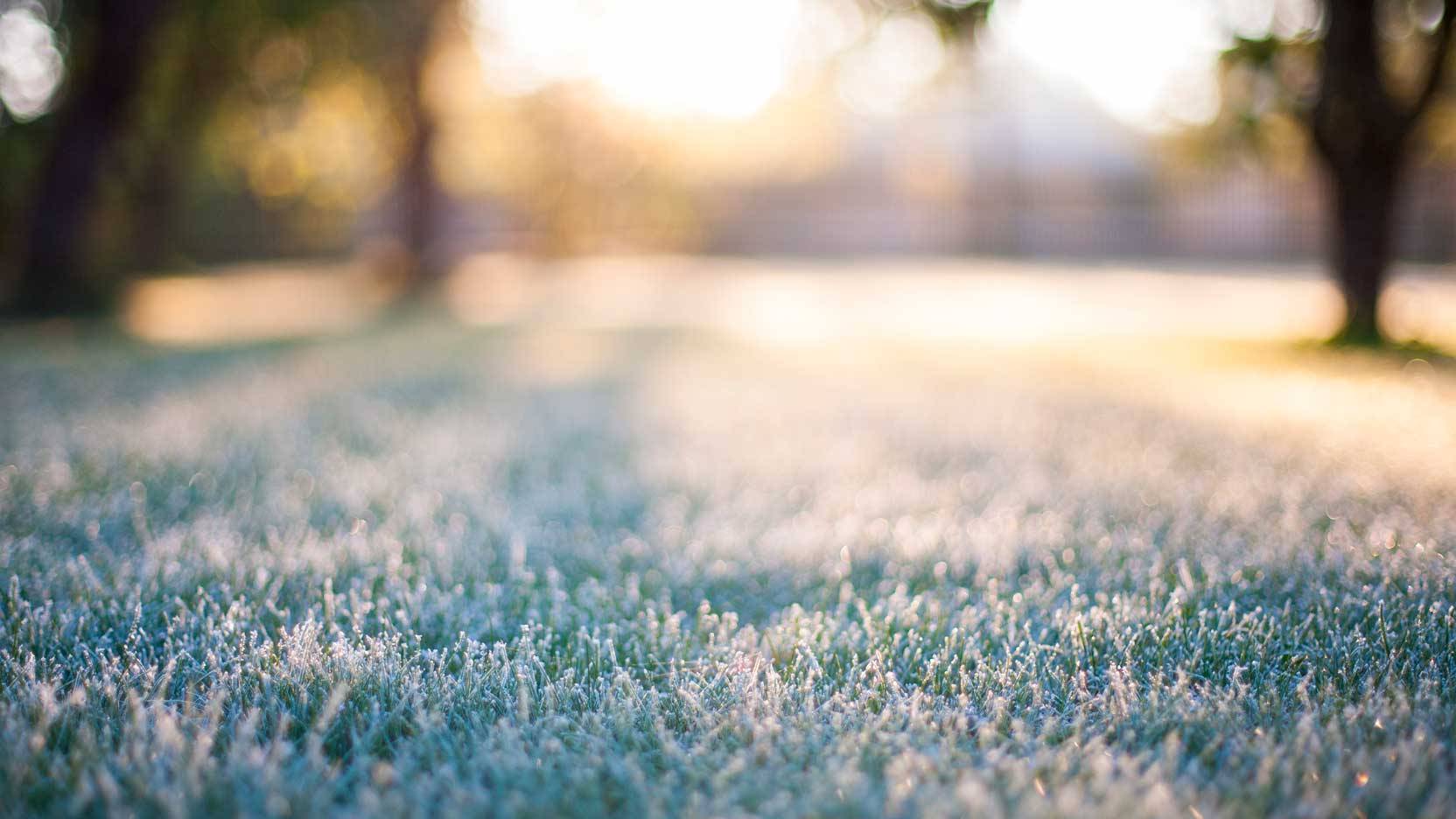 Billede af græsplæne med frost på. Tag robotten ind til vinter