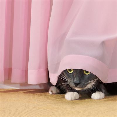 BrandAssetLibrary 2024 ConsumerBenefit CurtainCat 1x1