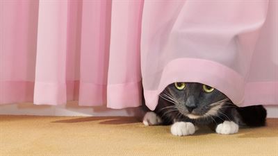 BrandAssetLibrary 2024 ConsumerBenefit CurtainCat 16x9