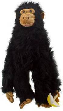 Chimp Large Primates