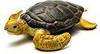 Collecta Loggerhead Turtle 88094