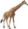 Collecta Reticulated Giraffe 88534