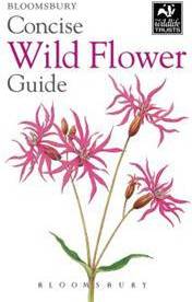 Concise Wild Flower Guide (Paperback)