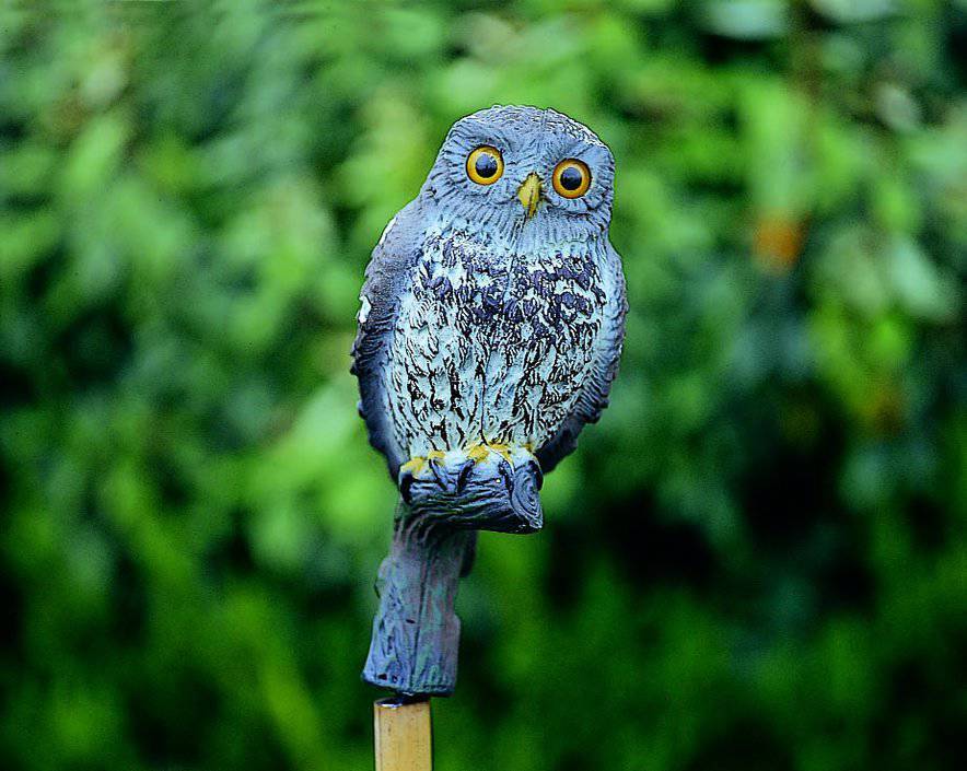 Owl Small