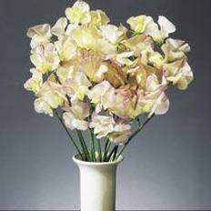 Flower Seeds Suttons Sweet Pea Seeds - High Scent 22 Seeds Pack