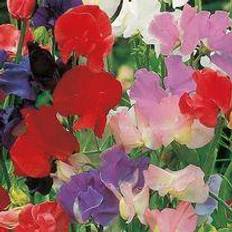 Sweet Pea Seeds - Old Fashioned Scented Mix 30 Seeds Pack