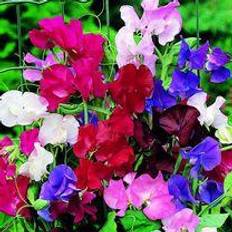 Flower Seeds Suttons Sweet Pea Seeds - Spencer Special Mix 35 Seeds Pack