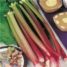 Fruit & Berry Seeds Rhubarb Victoria