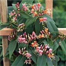 Lonicera Henryi Træ & Busk