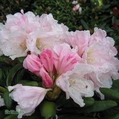 Halvskuggigt Rhododendron & Azalea Rhododendron Yakushimanum Koichiro Wada