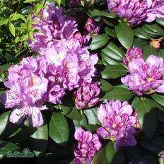 Halvskuggigt Rhododendron & Azalea Rhododendron Catawbiense Grandiflorum