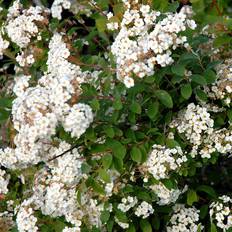 Spiraea vanhouttei Buket Spiraea Vanhouttei