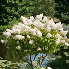 Pyntetræer Hydrangea Paniculata