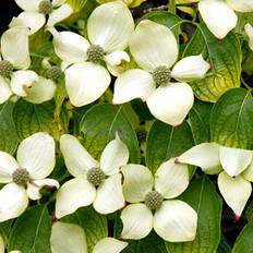 Fruktträd & Bärbuskar på rea Cornus Kousa 'China Girl'