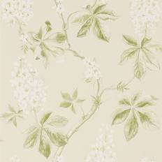 Sanderson Chestnut Tree (215707)