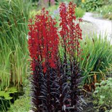 Planter Suttons Lobelia Plants - Queen Victoria