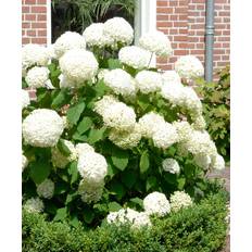 Summer Flowers Woody Hydrangea 'Annabelle'