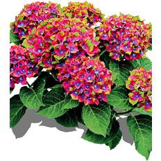 Juni Sommarblommor Hortensia 'Schloss Wackerbarth'