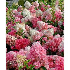 Havehortensia 'Vanille Fraise' - Busk Sommerblomst