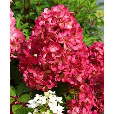Havehortensia Havehortensia 'Diamant Rouge' Sommerblomst