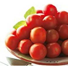 Tomato Seeds - Gardener's Delight 50 Seeds Pack