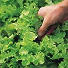 Leafy Vegetables Vegetable Seeds Suttons Lettuce Seeds - Salad Bowl 1300 Seeds Pack