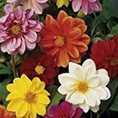 Flower Seeds Suttons Dahlia Seeds - Disco Dancer Mix 45 Seeds Pack