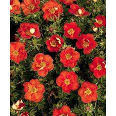 Potentilla Fruticosa Red Robin Potteplante