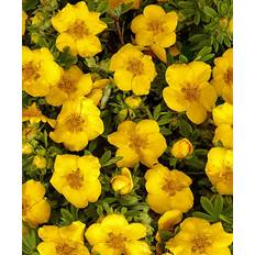 Potentilla Fruticosa 'Goldstar' - Bush